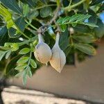 Dermatophyllum secundiflorum Fruit