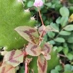 Persicaria capitata Лист