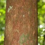 Pouteria brachyandra Kabuk
