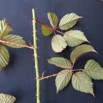 Rubus bertramii Övriga