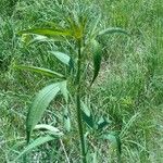 Coreopsis tripteris 叶