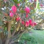 Crinodendron hookerianum ফুল