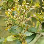Quercus phillyreoides Flor