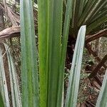 Pandanus urophyllus Yaprak