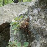 Asarina procumbens Habitat