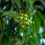 Syzygium grande Fruit