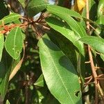 Croton gratissimus Leaf