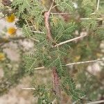 Acacia ehrenbergiana 葉