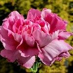 Dianthus caryophyllus autre