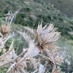 Carthamus arborescens Floare