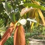 Diospyros blancoi Blatt