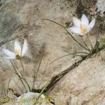 Crocus cambessedesii Характер