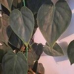 Philodendron hederaceumFolha