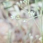 Gypsophila perfoliata Fula