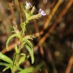 Buchnera pusilla Flower