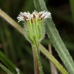 Erigeron lonchophyllus Flower