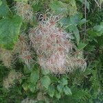 Clematis vitalba Fruit