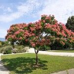 Albizia julibrissin Habitus