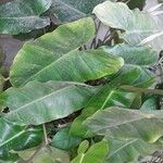 Philodendron burle-marxii Leaf