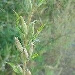Oenothera villosa Fruit