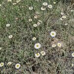 Erigeron pumilus ᱛᱟᱦᱮᱸ