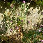 Symphyotrichum novae-angliae Habitus