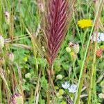 Bromus rubens Плод