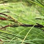 Carex nigra Blüte