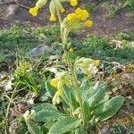 Primula veris পাতা