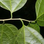 Celtis schippii Leaf