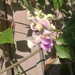 Cochliasanthus caracalla Flor