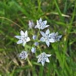 Scilla verna Flower