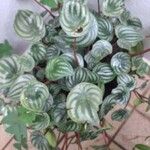 Peperomia argyreia Лист