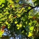 Quercus stellata Leaf