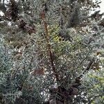 Cupressus arizonica Folla