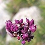 Allium scorodoprasum Cvet