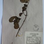 Terminalia anogeissiana Sonstige