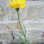 Tragopogon dubiusFlower