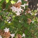 Abelia triflora Floare