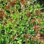 Sedum telephium Habit