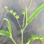 Caperonia palustris पत्ता