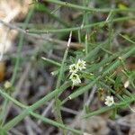 Koeberlinia spinosa Habit