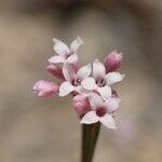 Asperula cynanchica Kwiat
