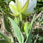 Ranunculus amplexicaulis Квітка