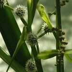 Sparganium erectum Flower