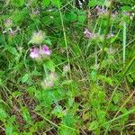 Clinopodium vulgareFlower