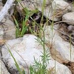 Crupina crupinastrum Habit