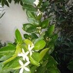 Citrus × aurantiumFruchs