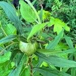 Physalis longifolia Leaf