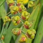 Osyris lanceolata Λουλούδι
